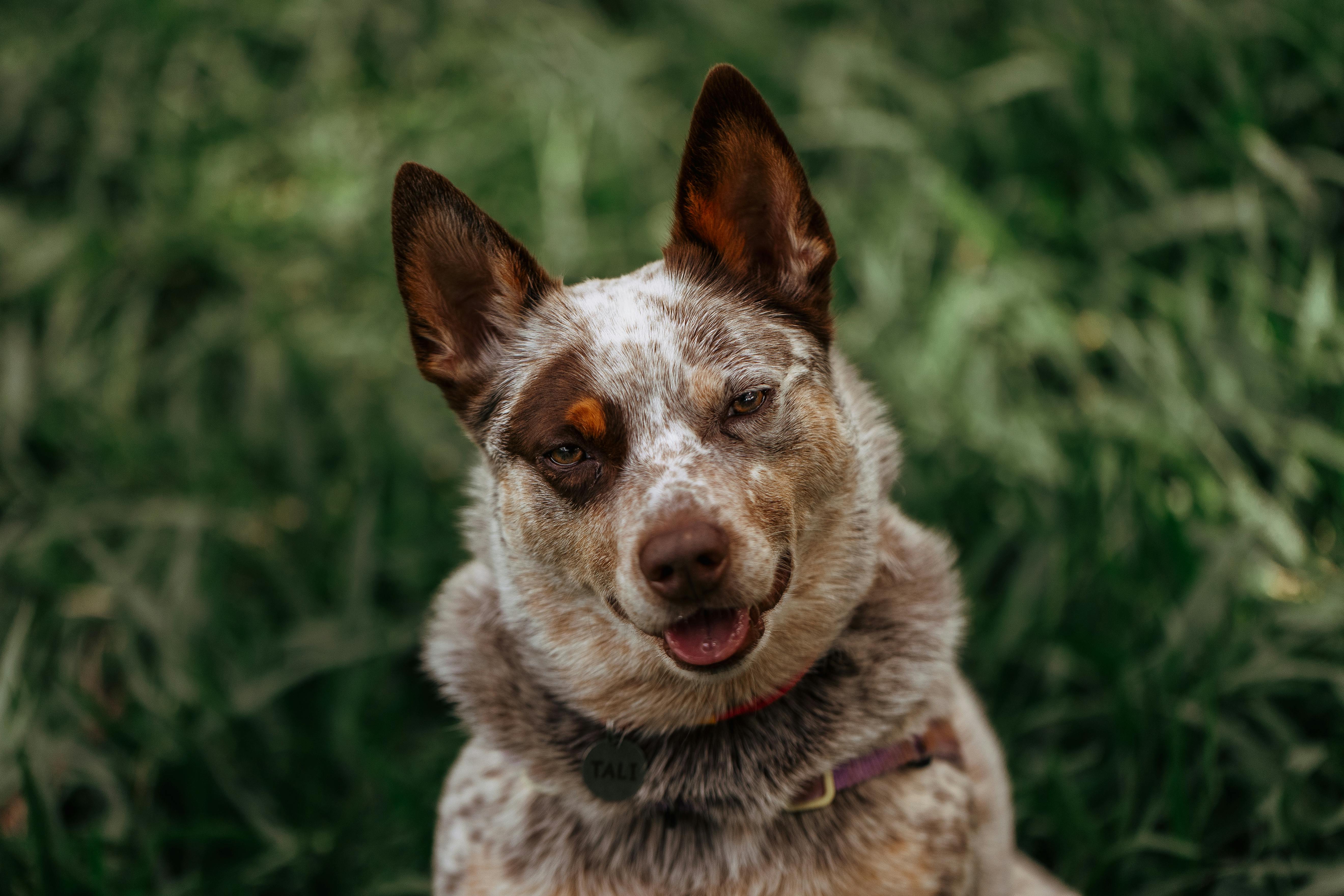 Australian Cattle Dog dog