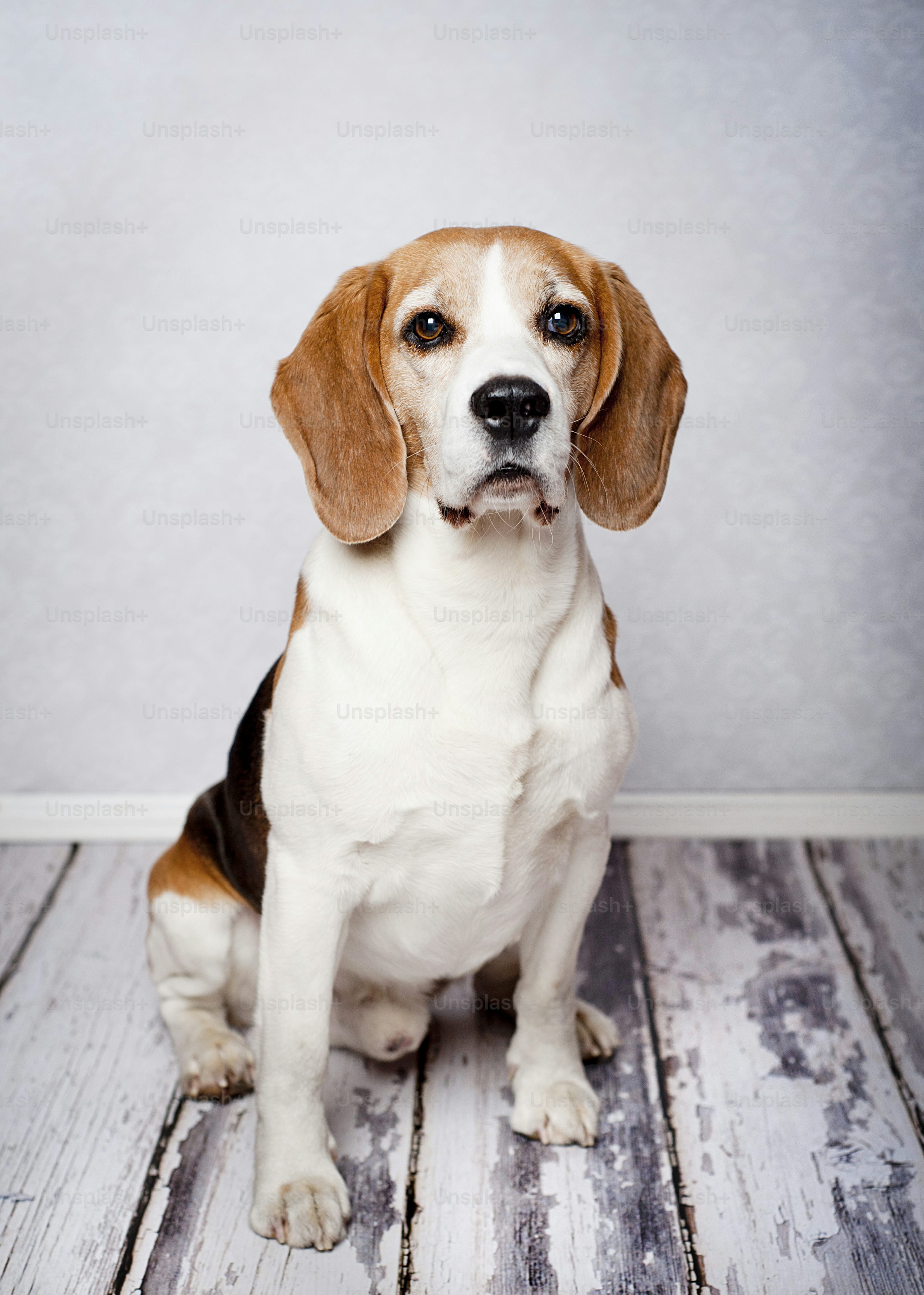 Beagle dog