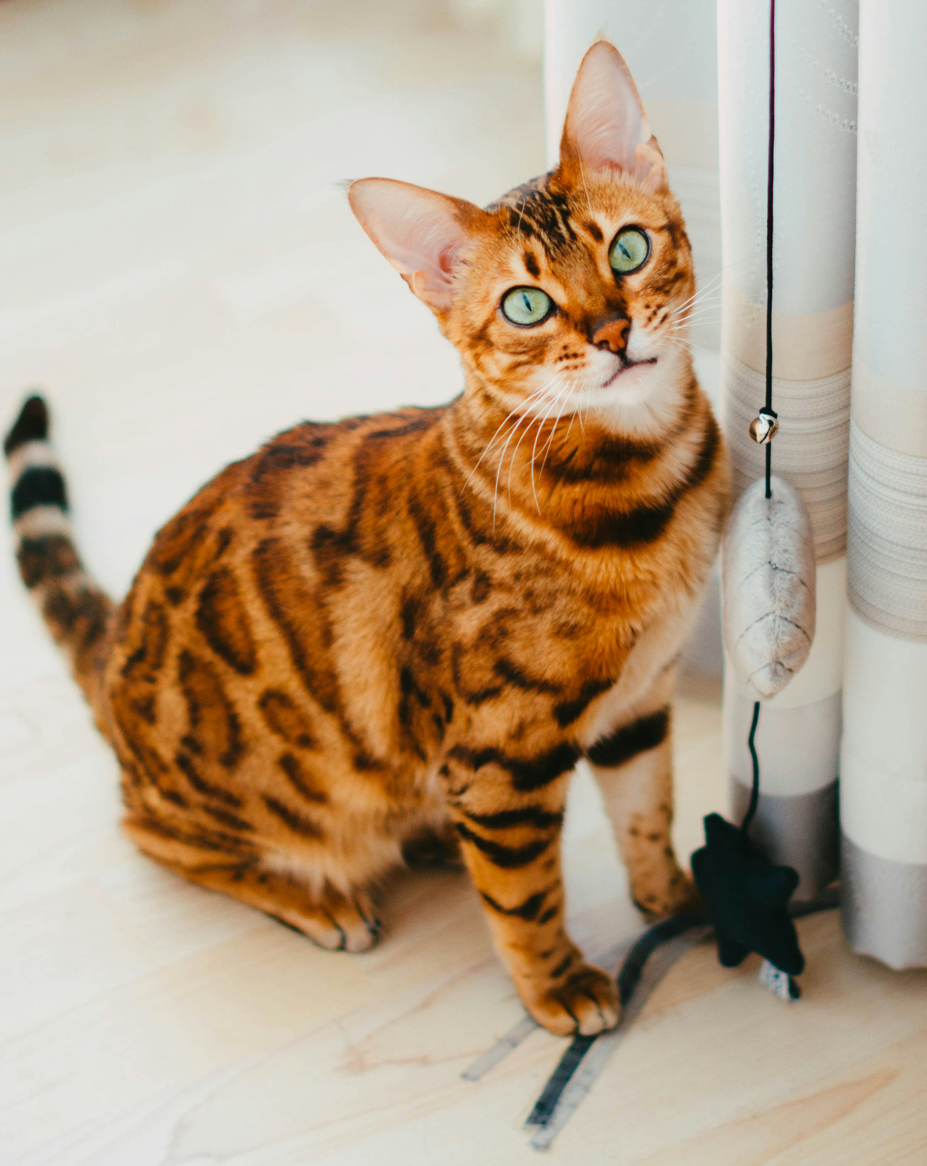 Bengal cat cat