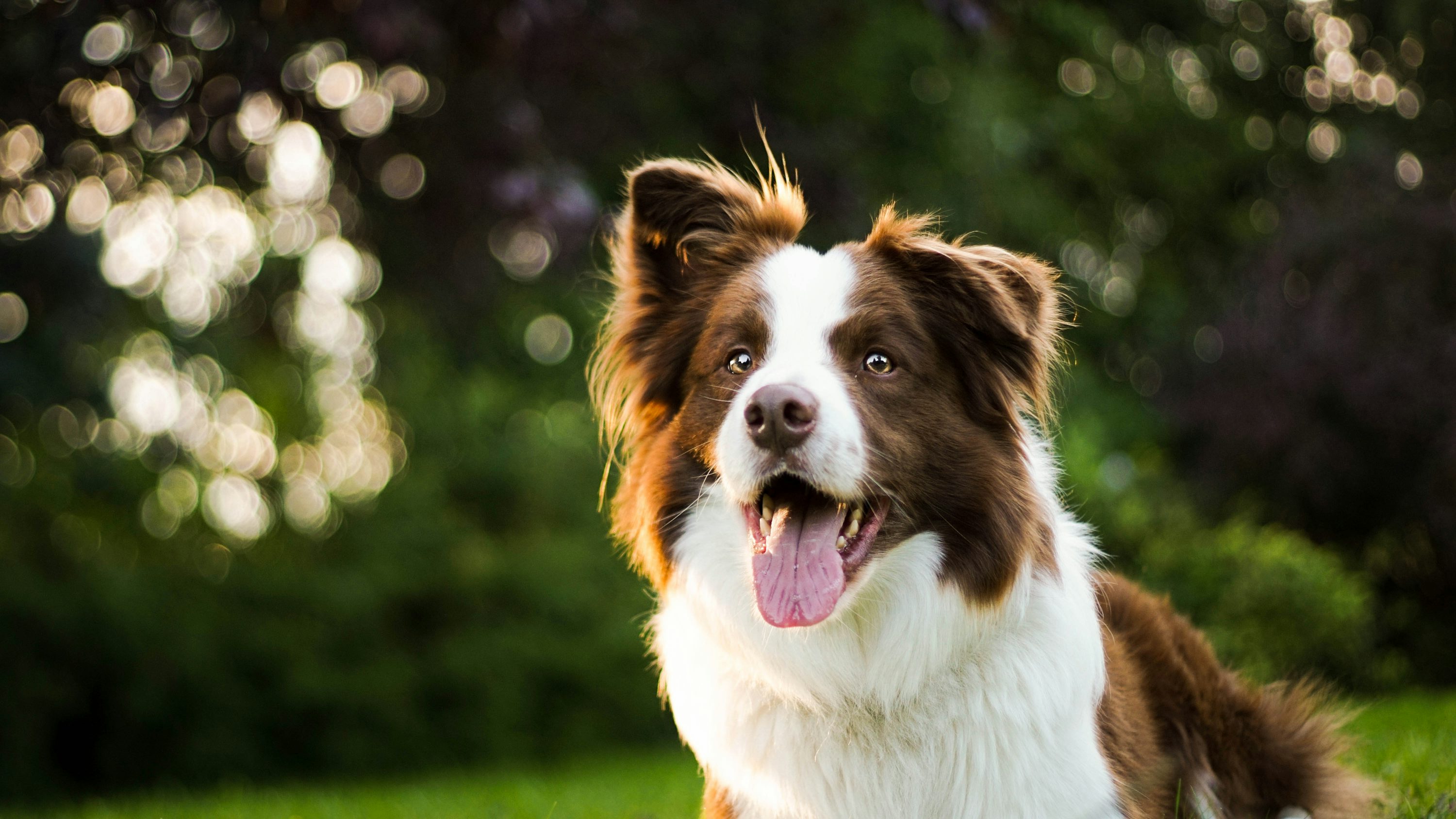 Border Collie dog