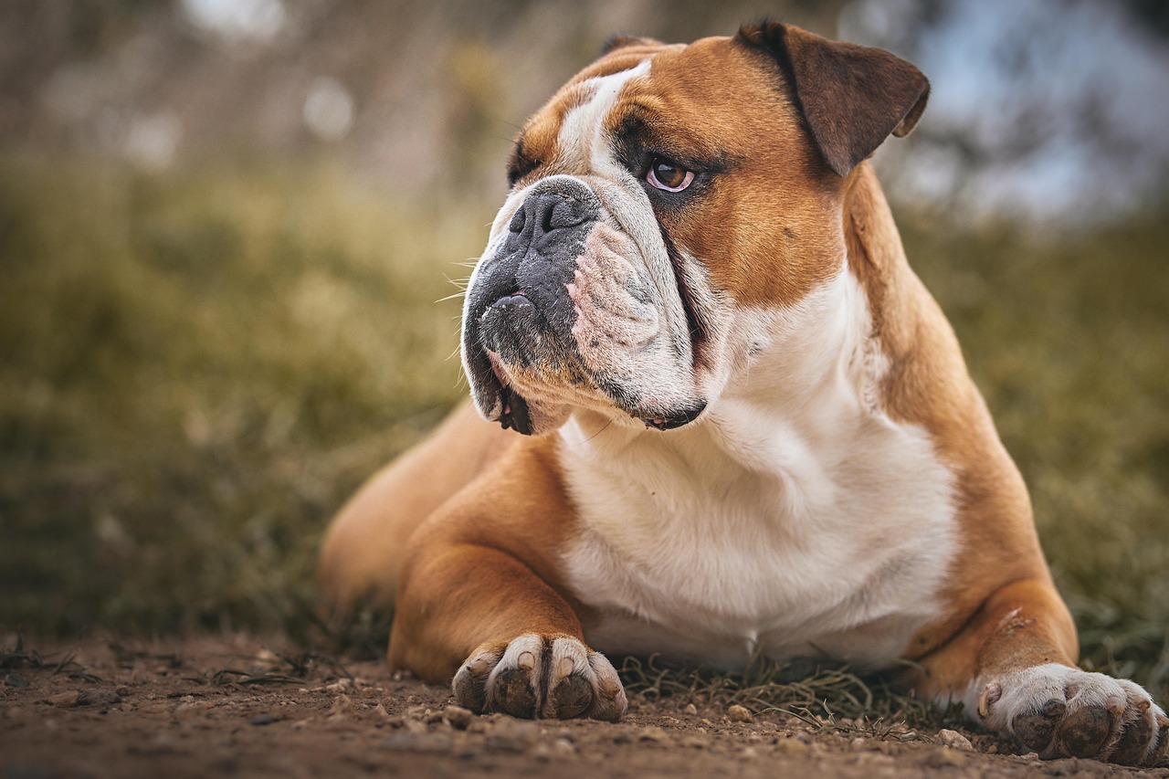 English Bulldog dog