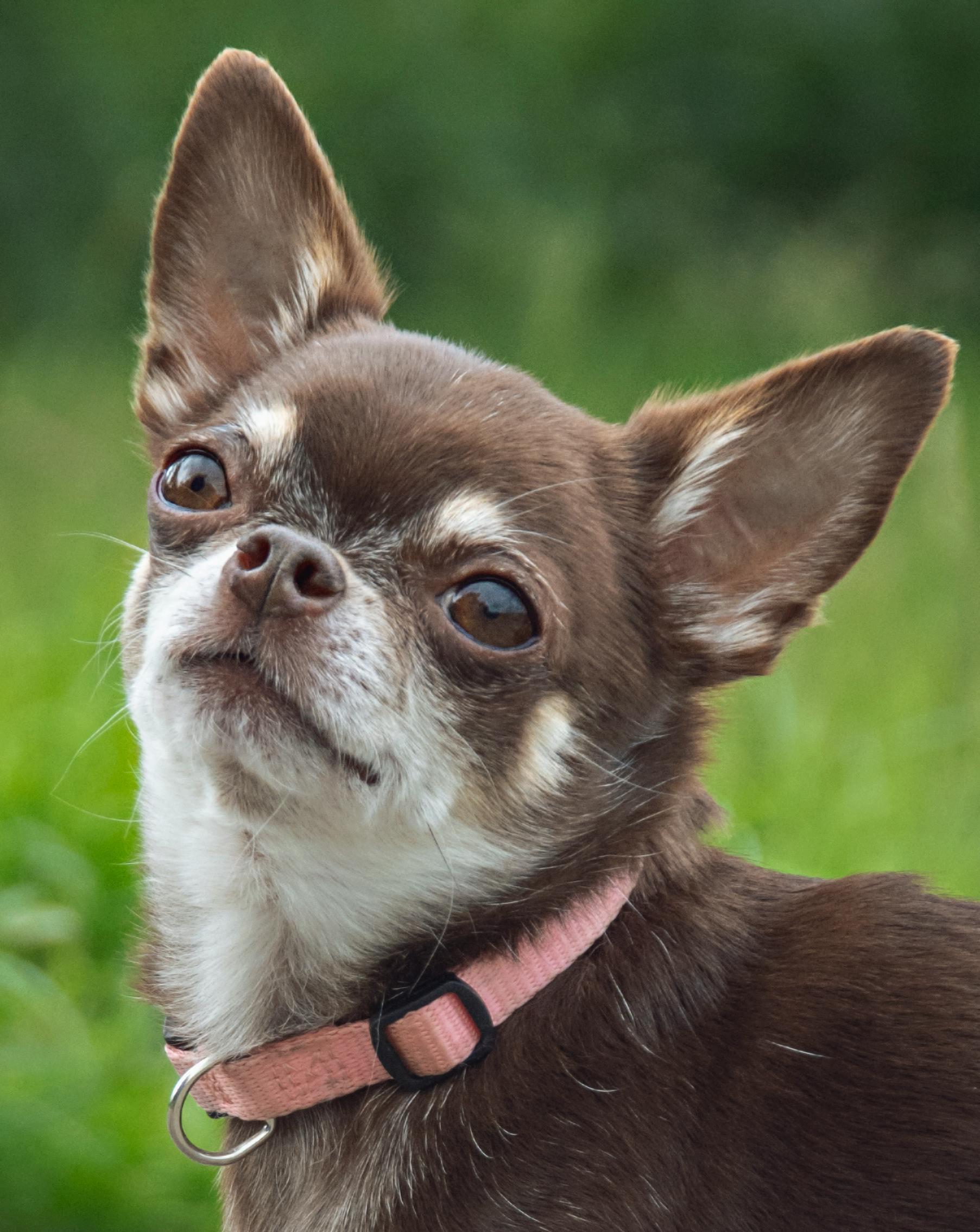 Chihuahua dog