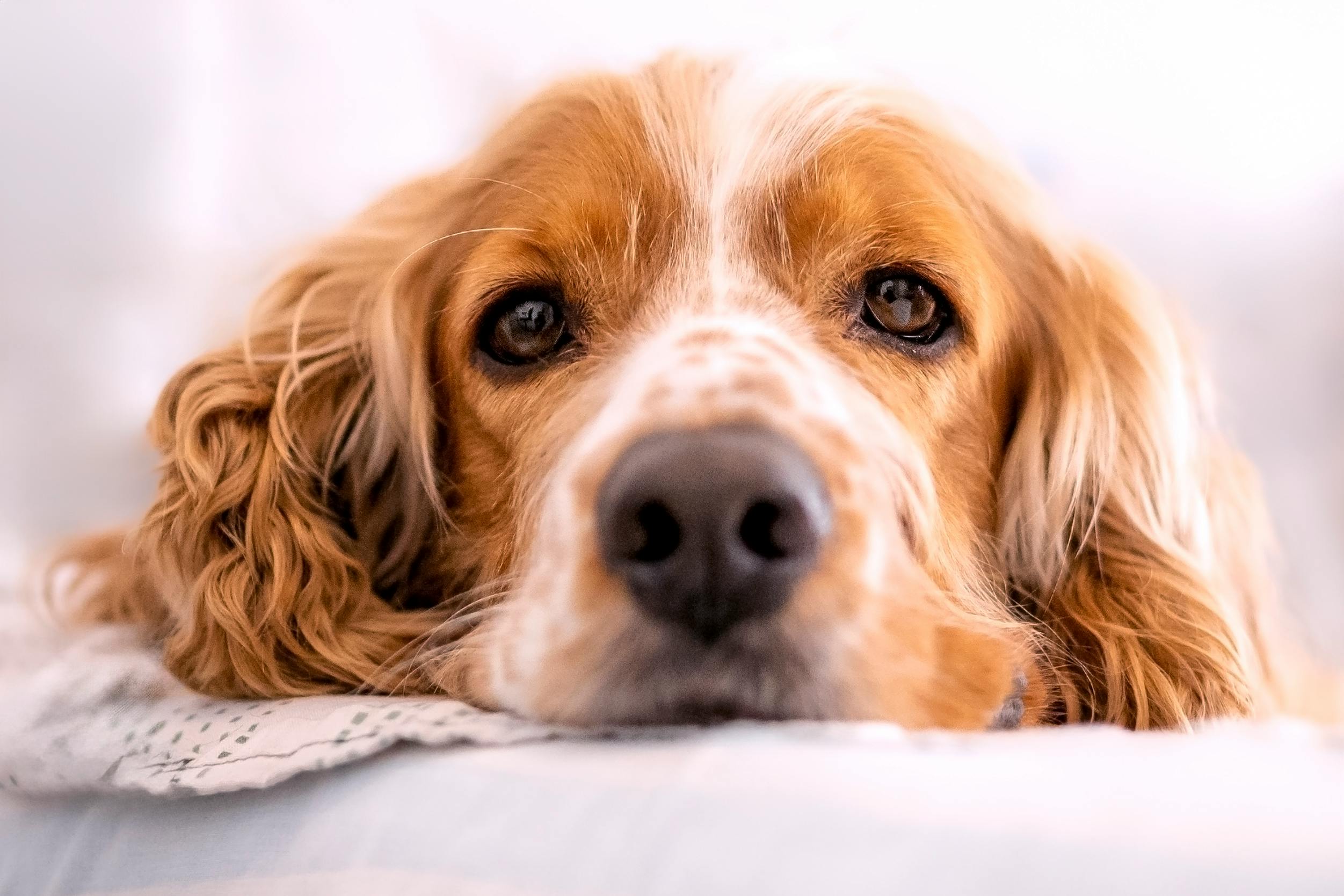 Cocker Spaniel dog