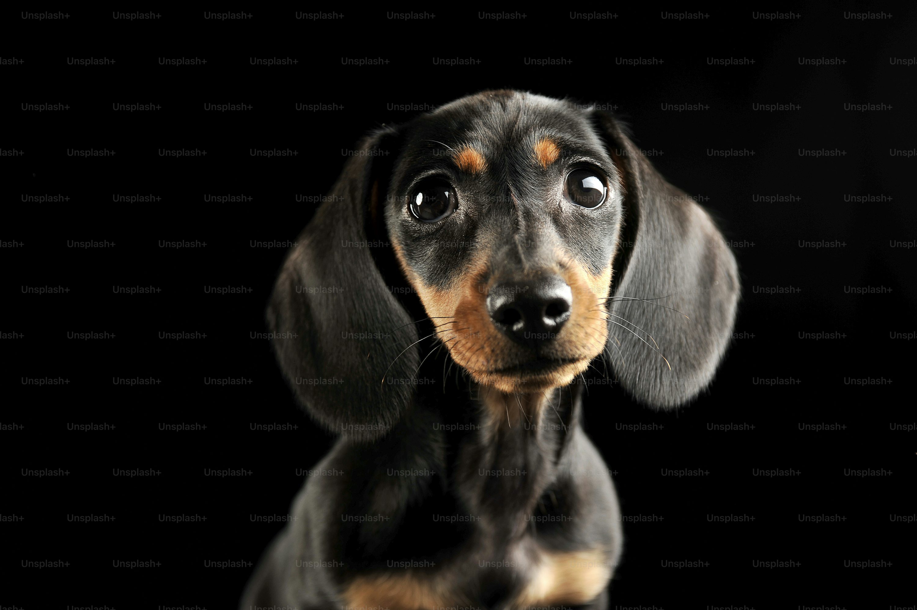 Dachshund dog