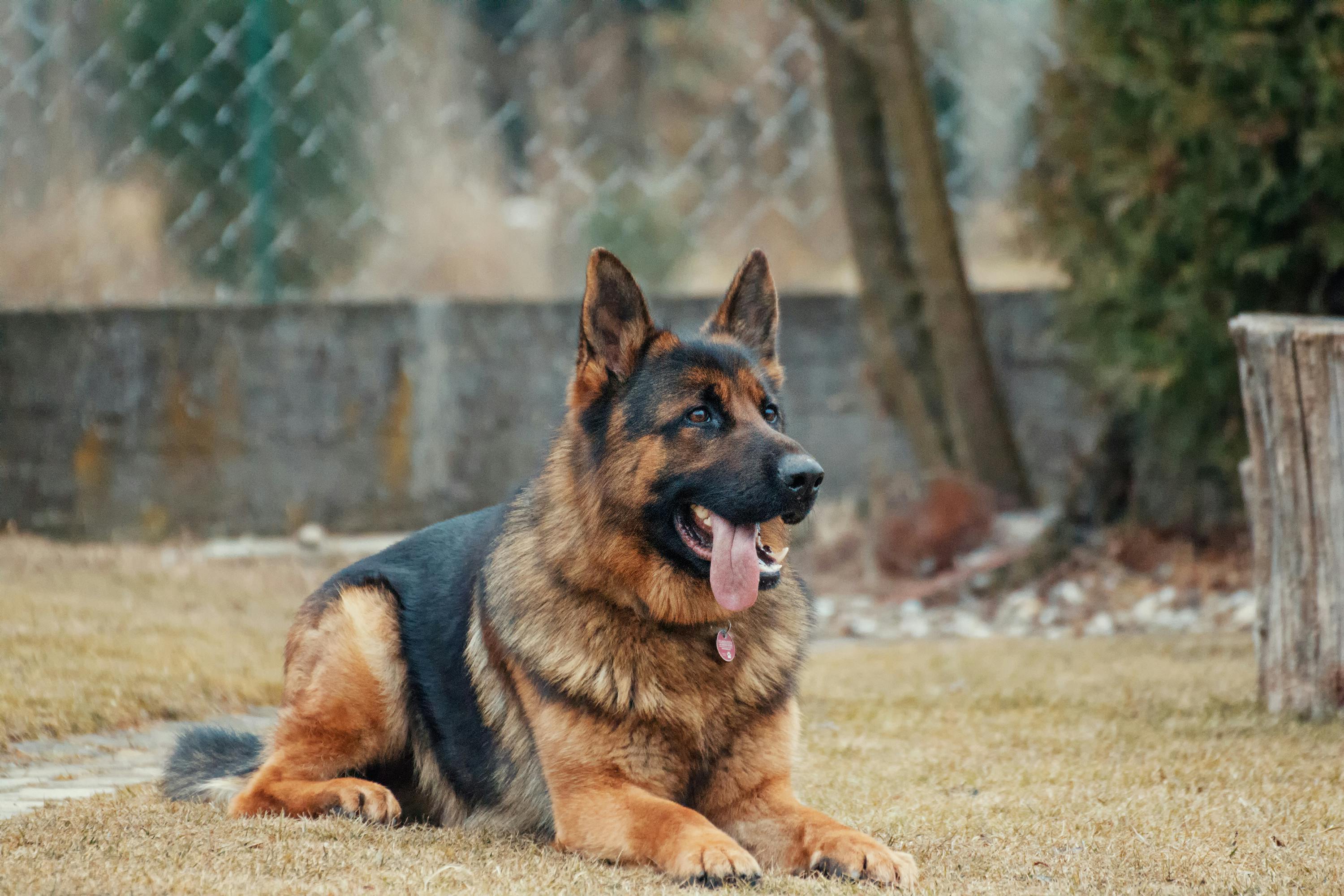 German Shepherd Dog dog