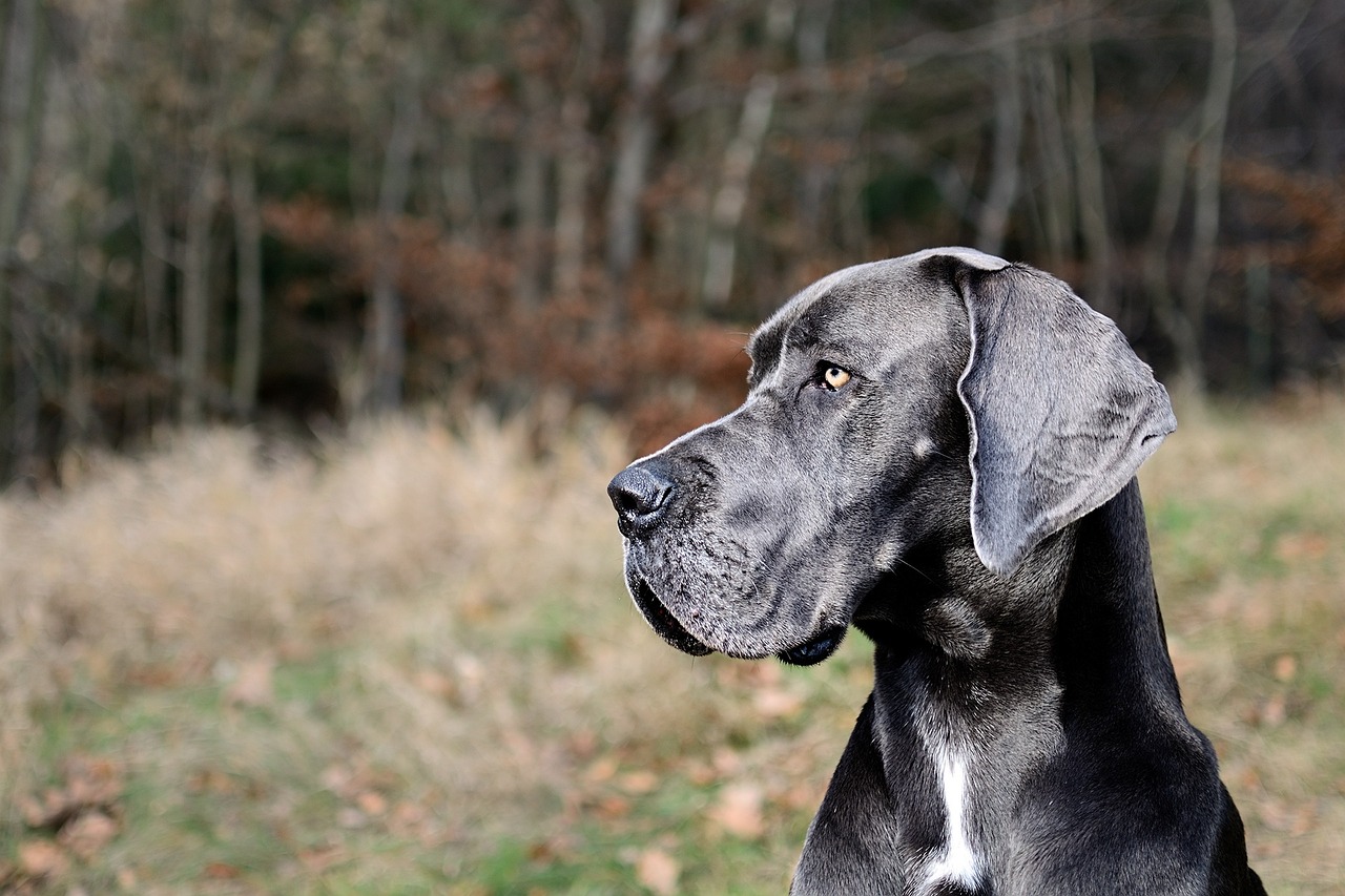 Great Dane dog