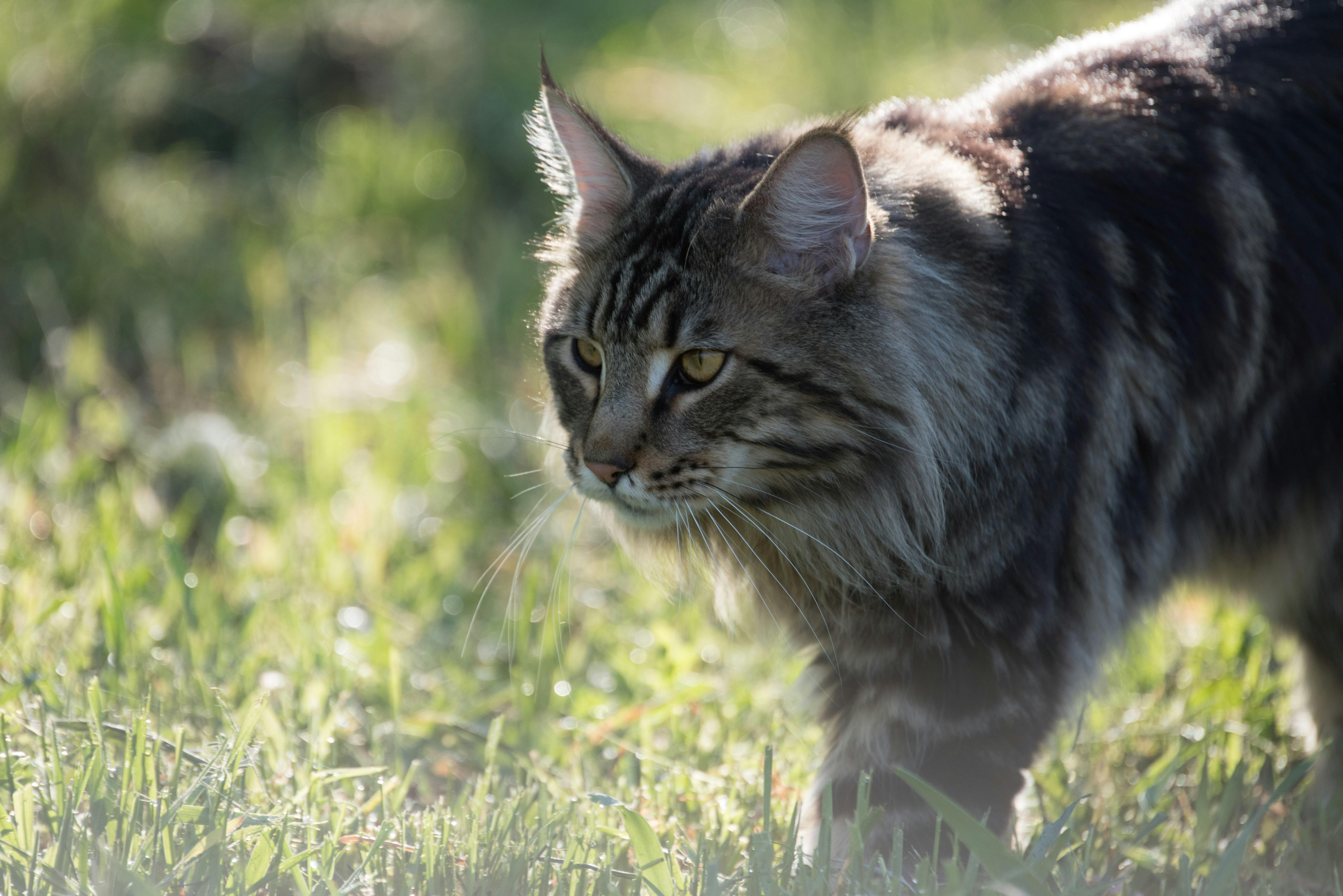 Maine Coon cat cat
