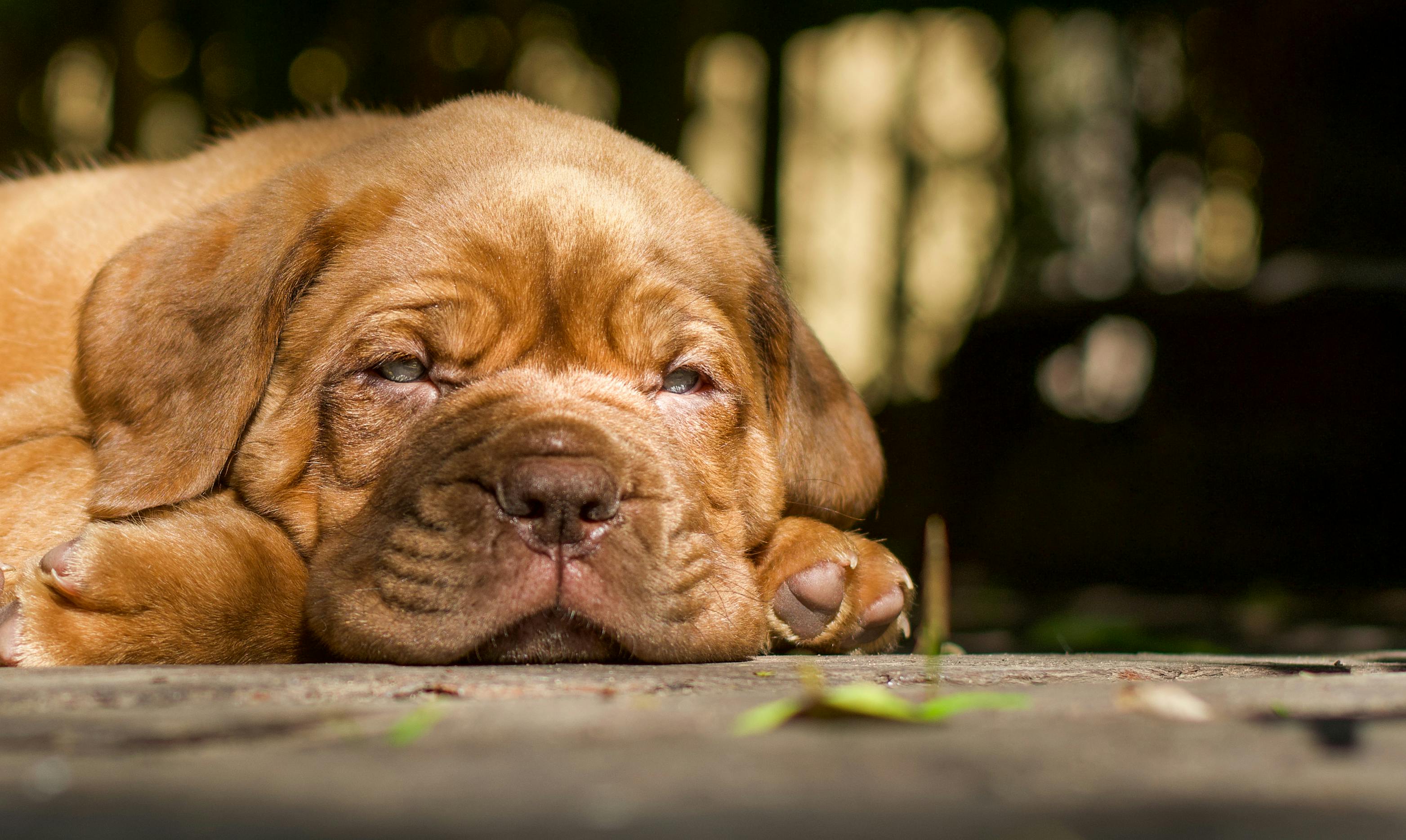 English Mastiff dog