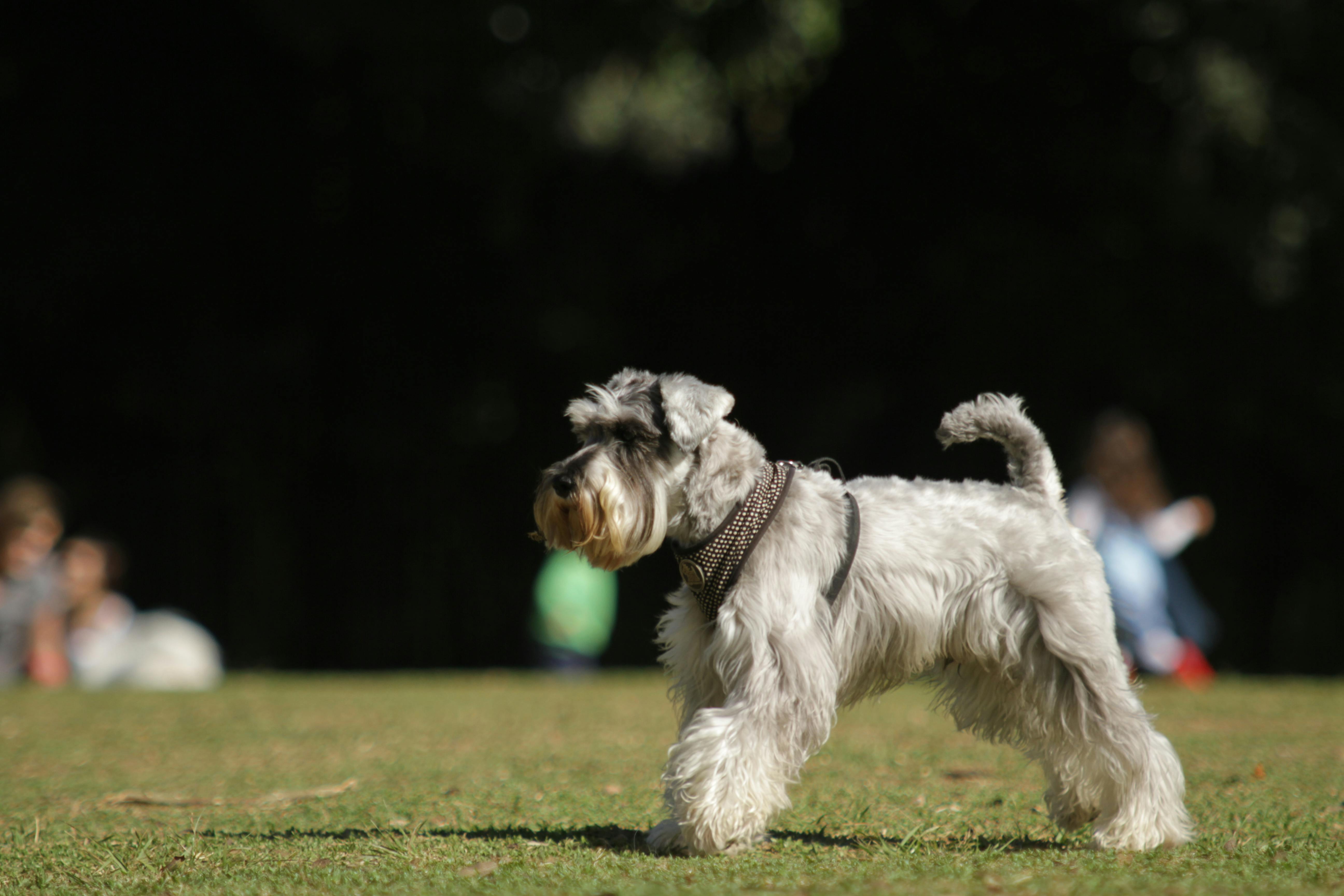 Miniature Schnauzer dog