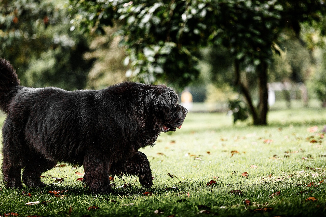 Newfoundland dog dog