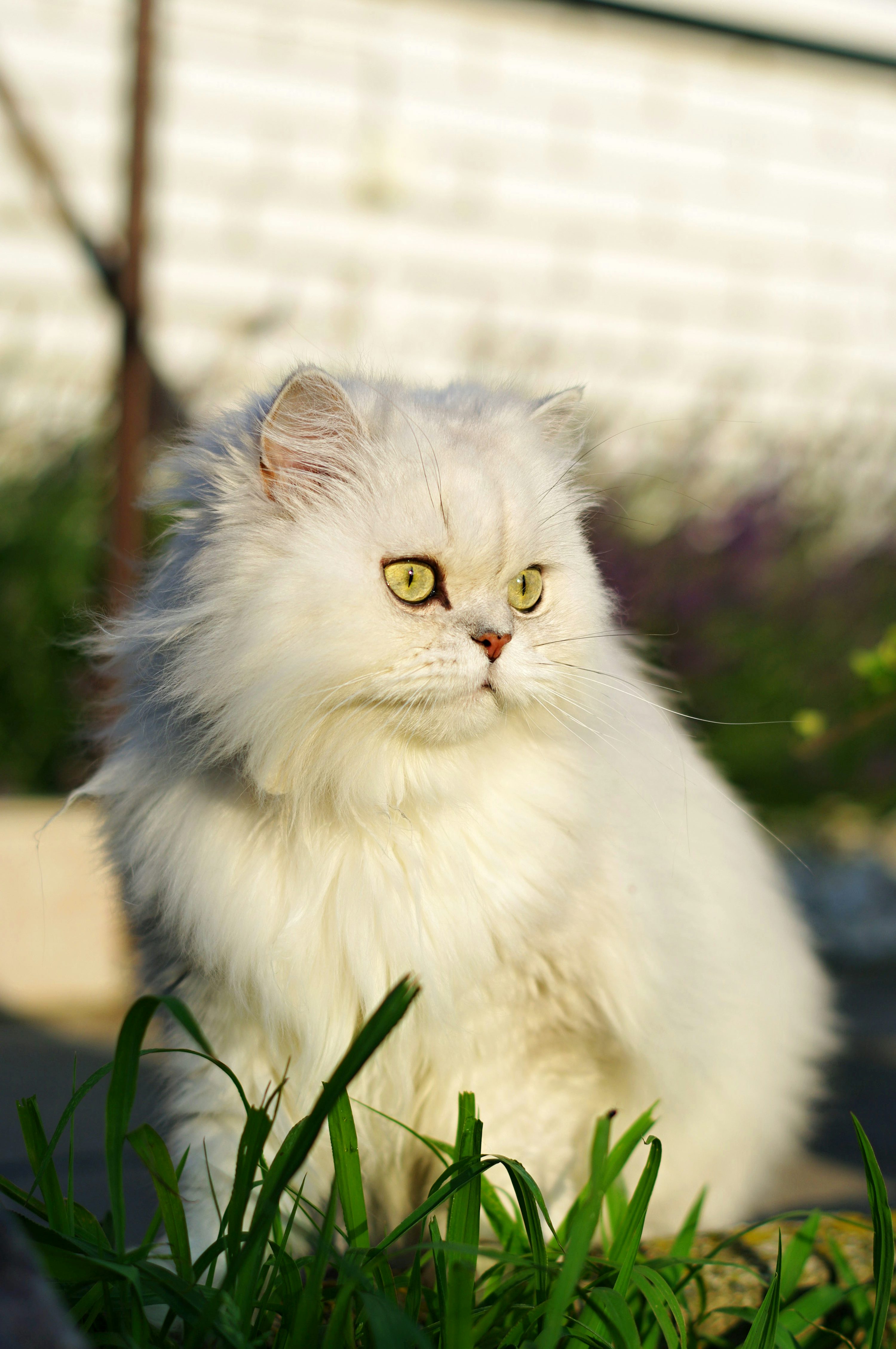 Persian cat cat