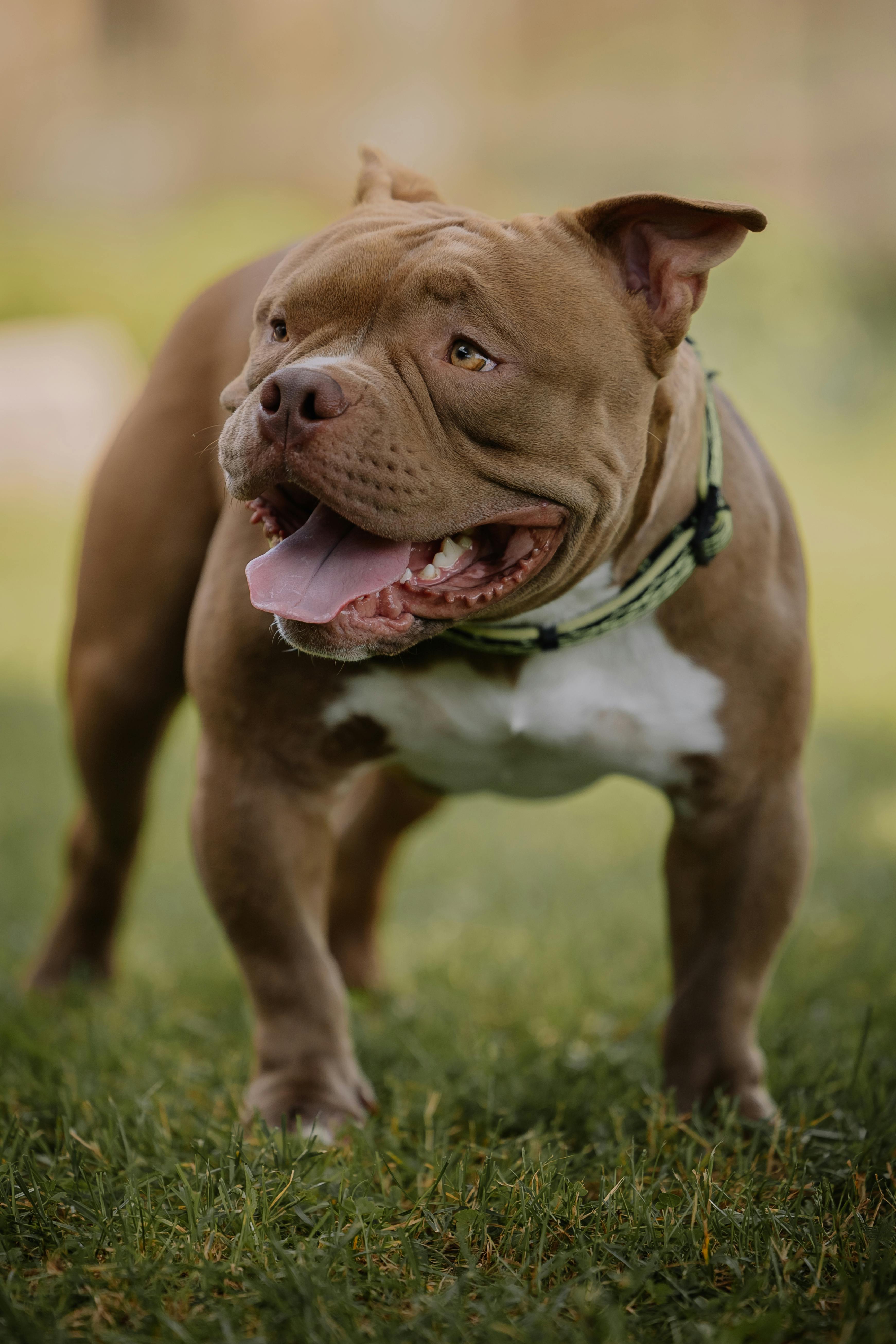 American Staffordshire Terrier dog