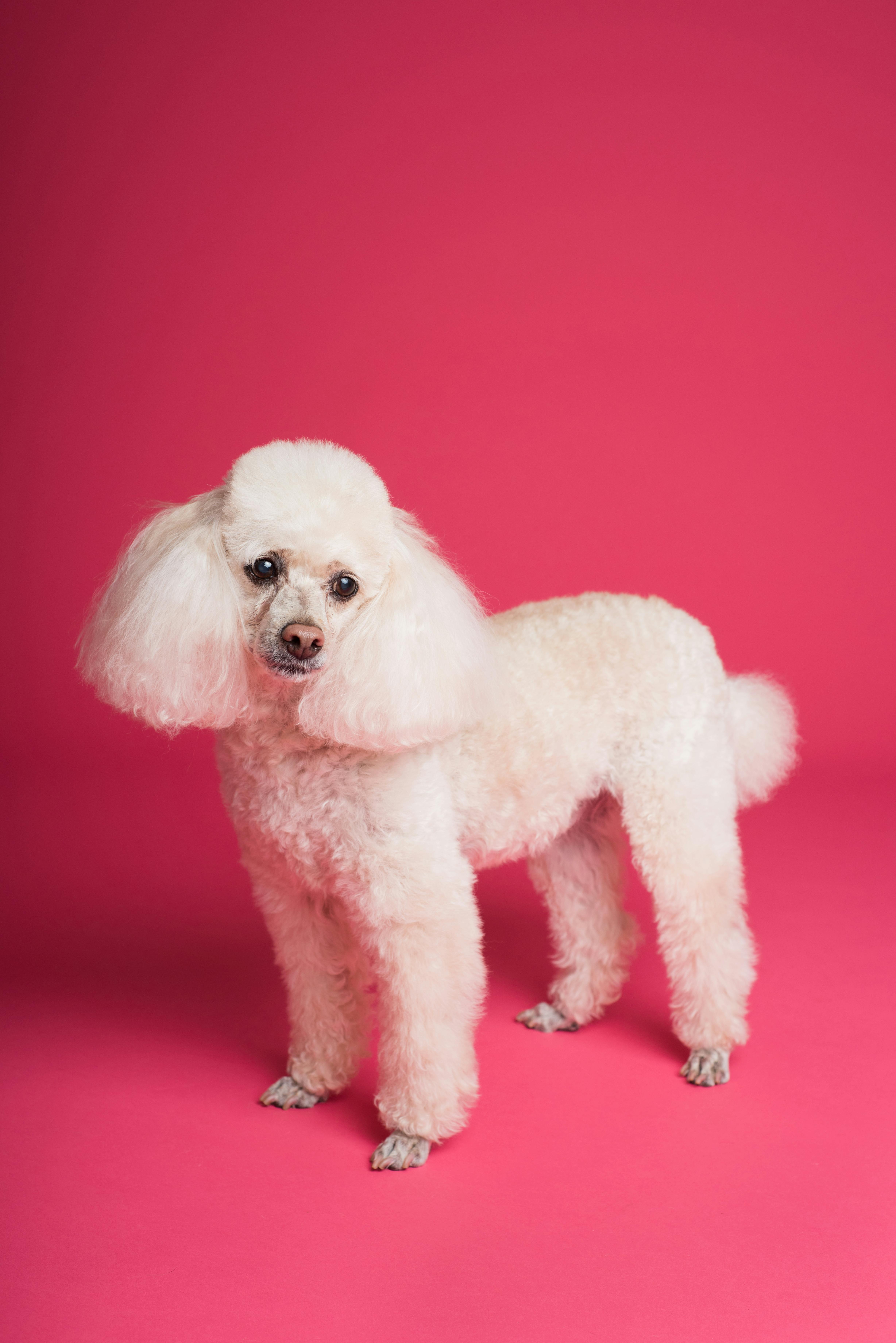 Standard Poodle dog