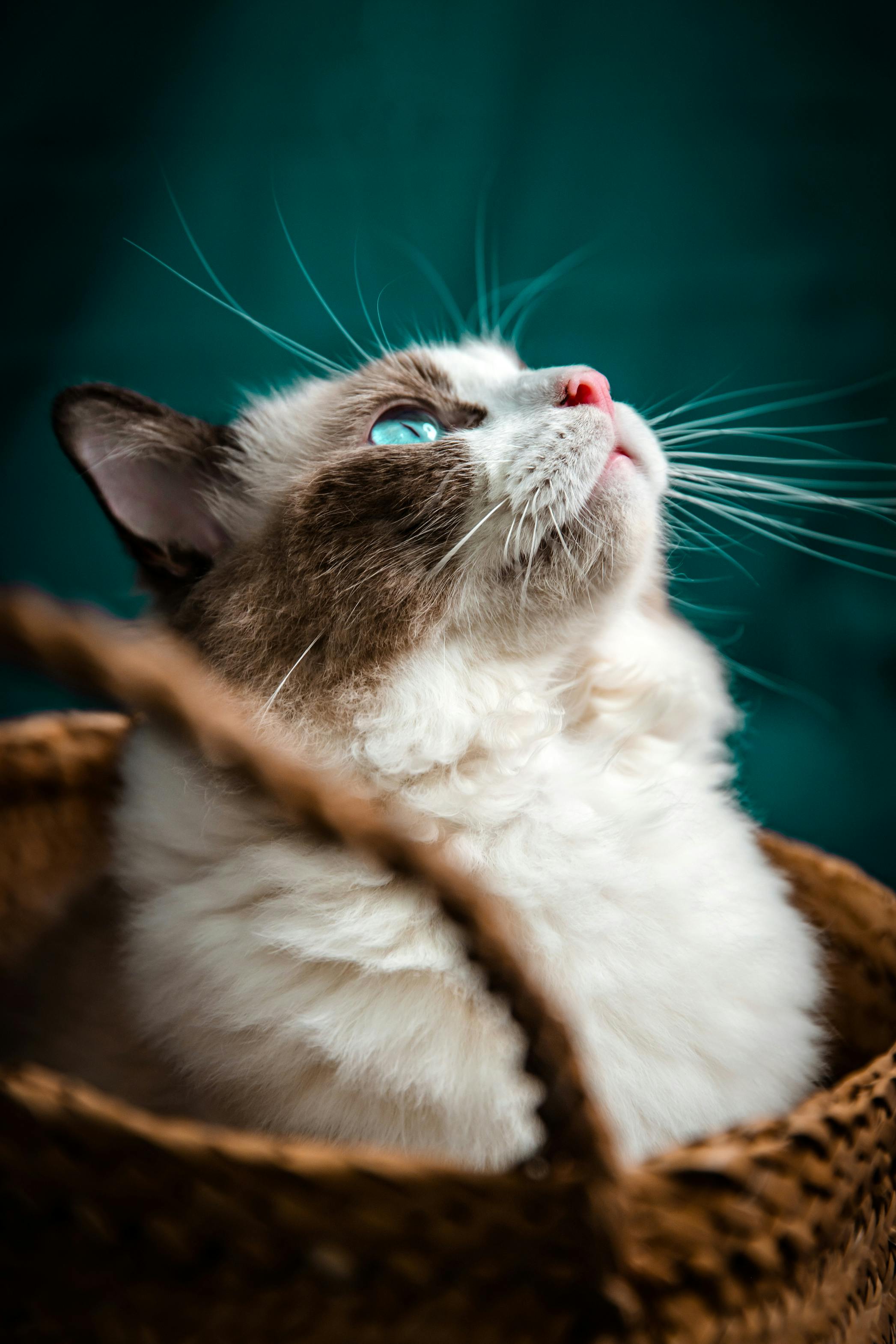 Ragdoll cat cat