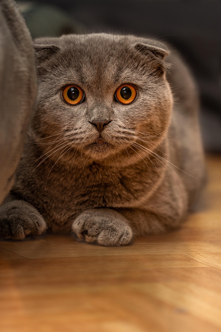 Scottish Fold cat cat