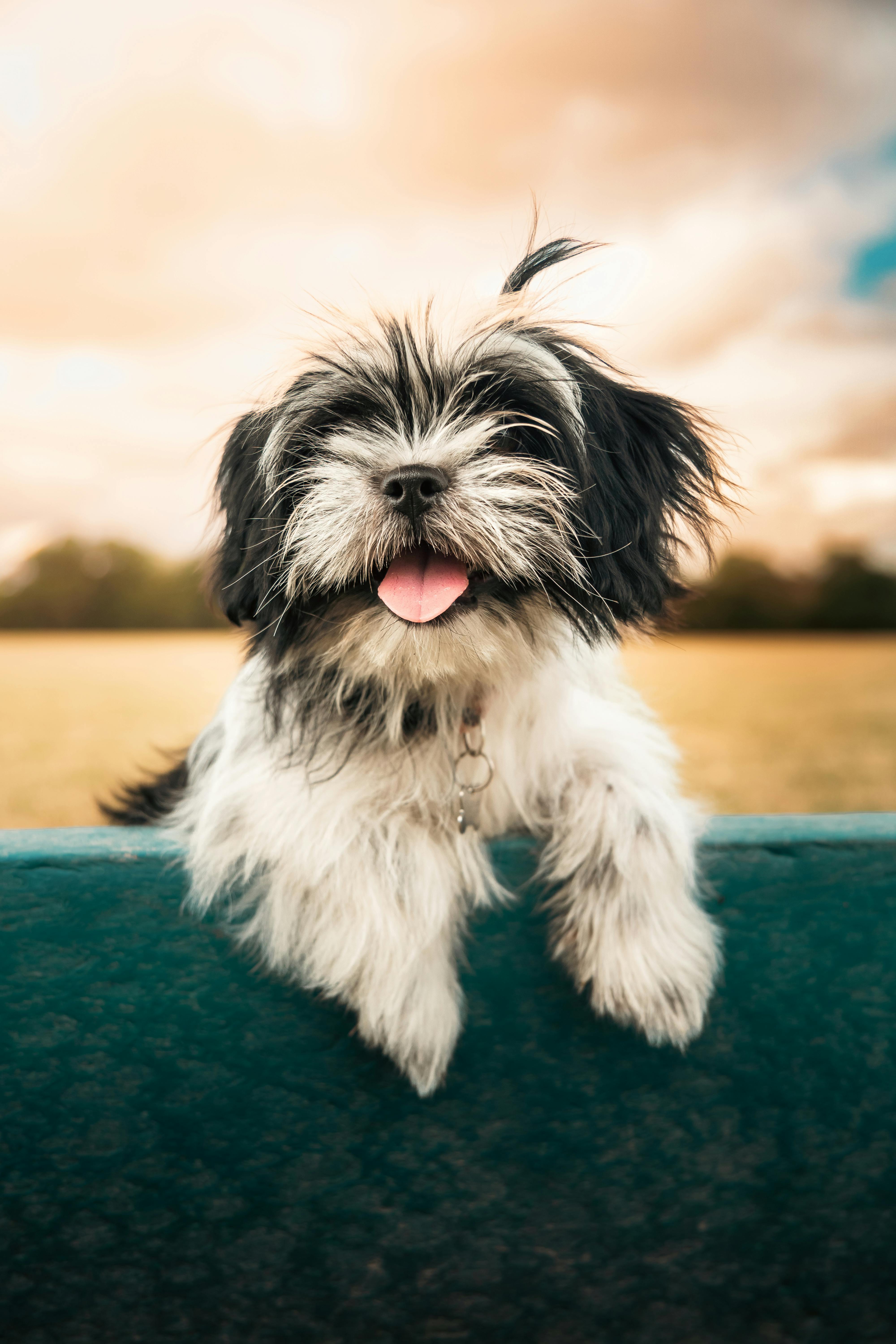 Shih Tzu dog