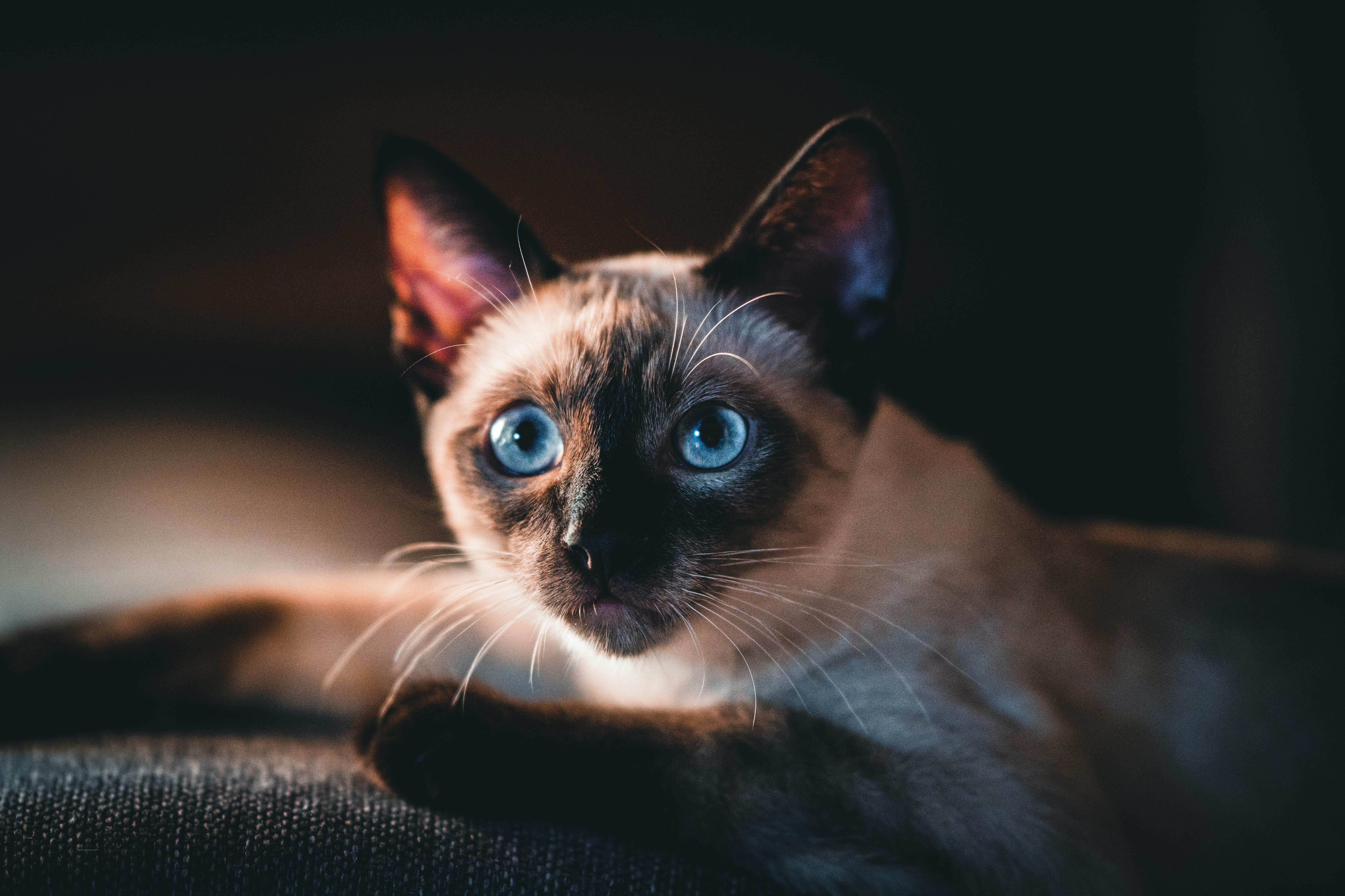 Siamese cat cat