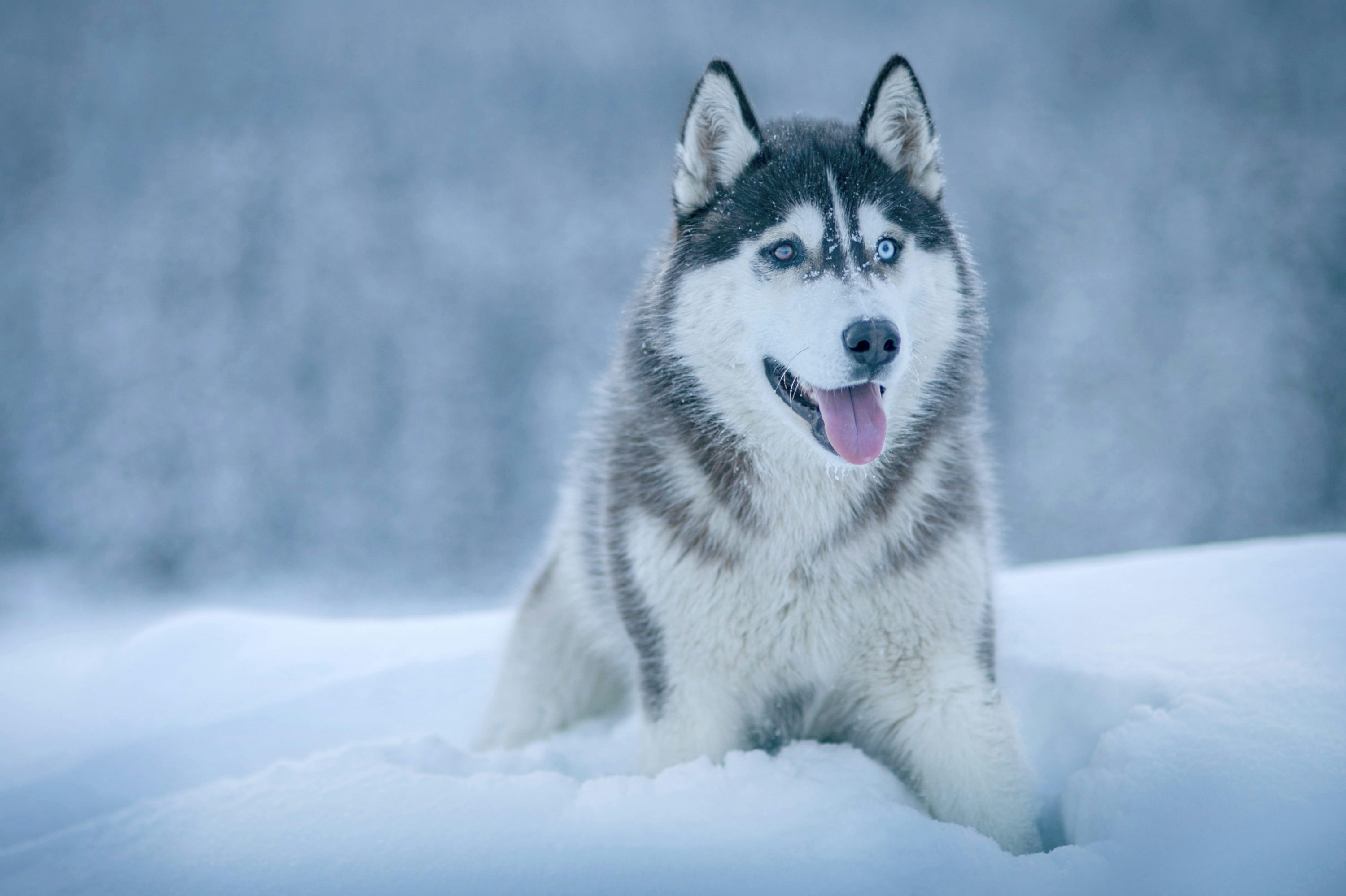 Siberian Husky dog