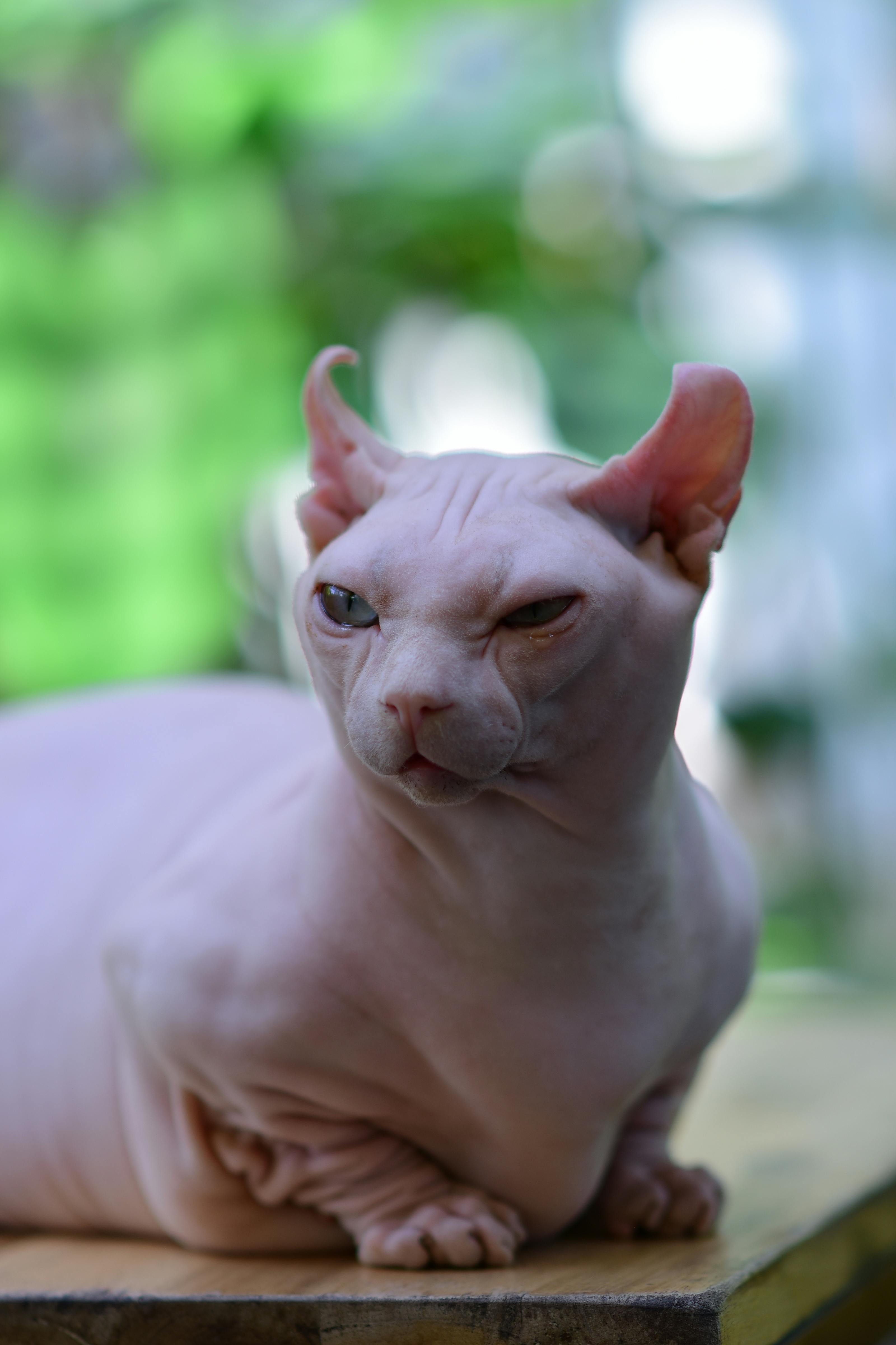 Sphynx cat cat